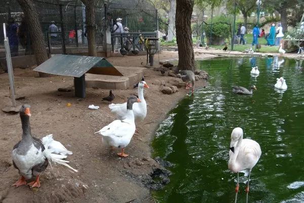 Maroko | Mali mieszkańcy zoo