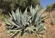 Agawa amerykańska (Agave americana)