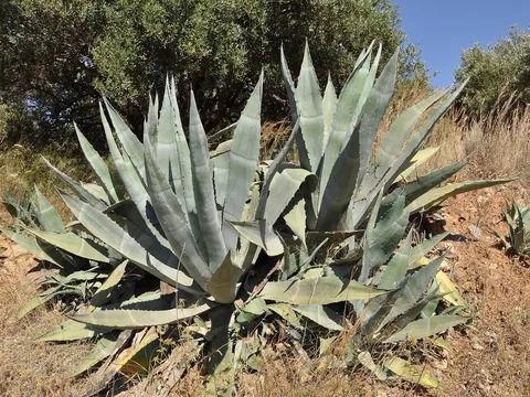 Agawa amerykańska (Agave americana)