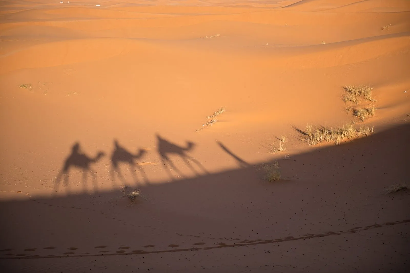 Maroko | Cienie karawany wielbłądów na wydmach Erg Chebbi
