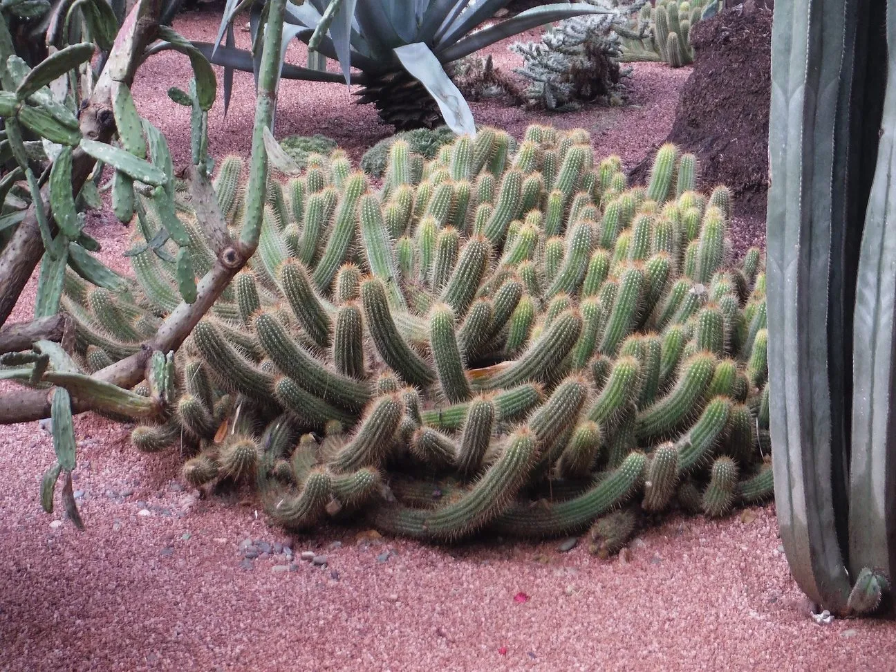 Maroko | Kaktusy w ogrodzie Majorelle w Marrakeszu
