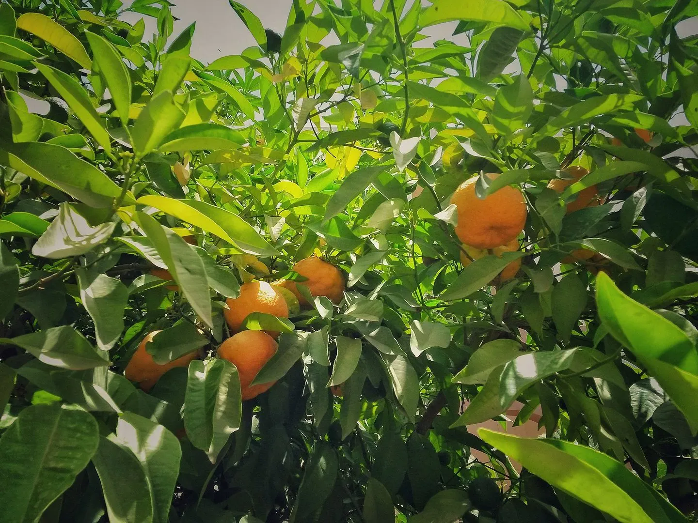 Maroko | Pomarańcze na drzewie